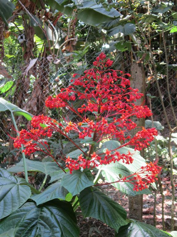יקו Hotel El Paraiso Escondido - Costa Rica מראה חיצוני תמונה