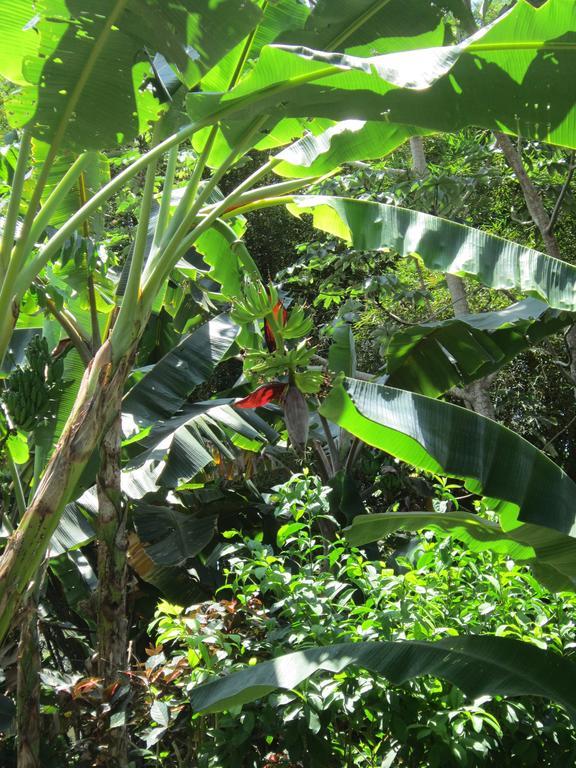 יקו Hotel El Paraiso Escondido - Costa Rica מראה חיצוני תמונה